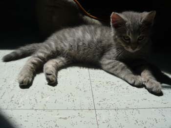 Spike, chaton gris 3 mois à mi Mai 100527100005713856115875
