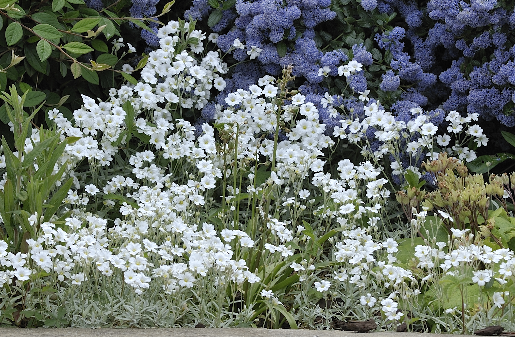 _DSC4163 nik 300 f4 crop 50%