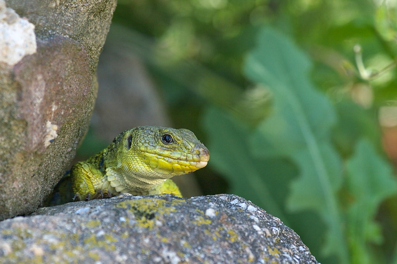 Lezard Ocell&Atilde;&copy;-RC