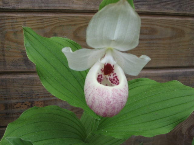 Cypripedium 2010 - Page 3 100530043744653986132738