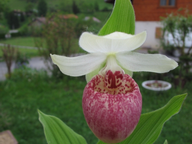 Cypripedium 2010 - Page 3 100530043759653986132744