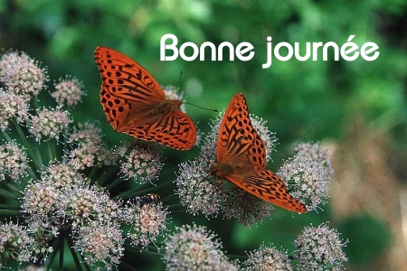 Bonne journée (jeudi 3 juin) 100602044742148916149238