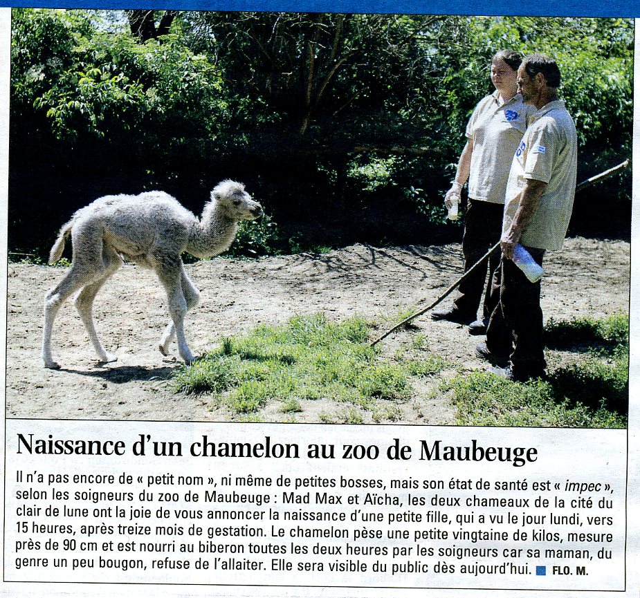 Naissance d'un Chamelon au Zoo de Maubeuge 100604022452715346163928