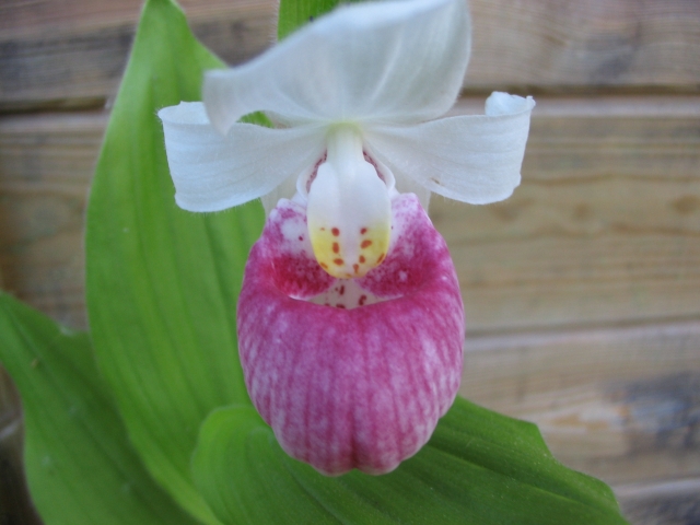 Cypripedium 2010 - Page 3 100604052856653986164726