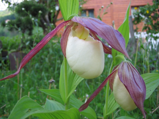 Cypripedium kentuckiense - Page 2 100604052916653986164728