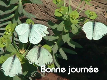 Bonne journée (mercredi 9 juin0 100609020656148916194428