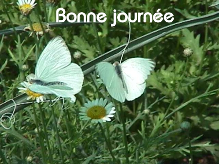 Bonne journée (jeudi 10 juin) 100609020726148916194431