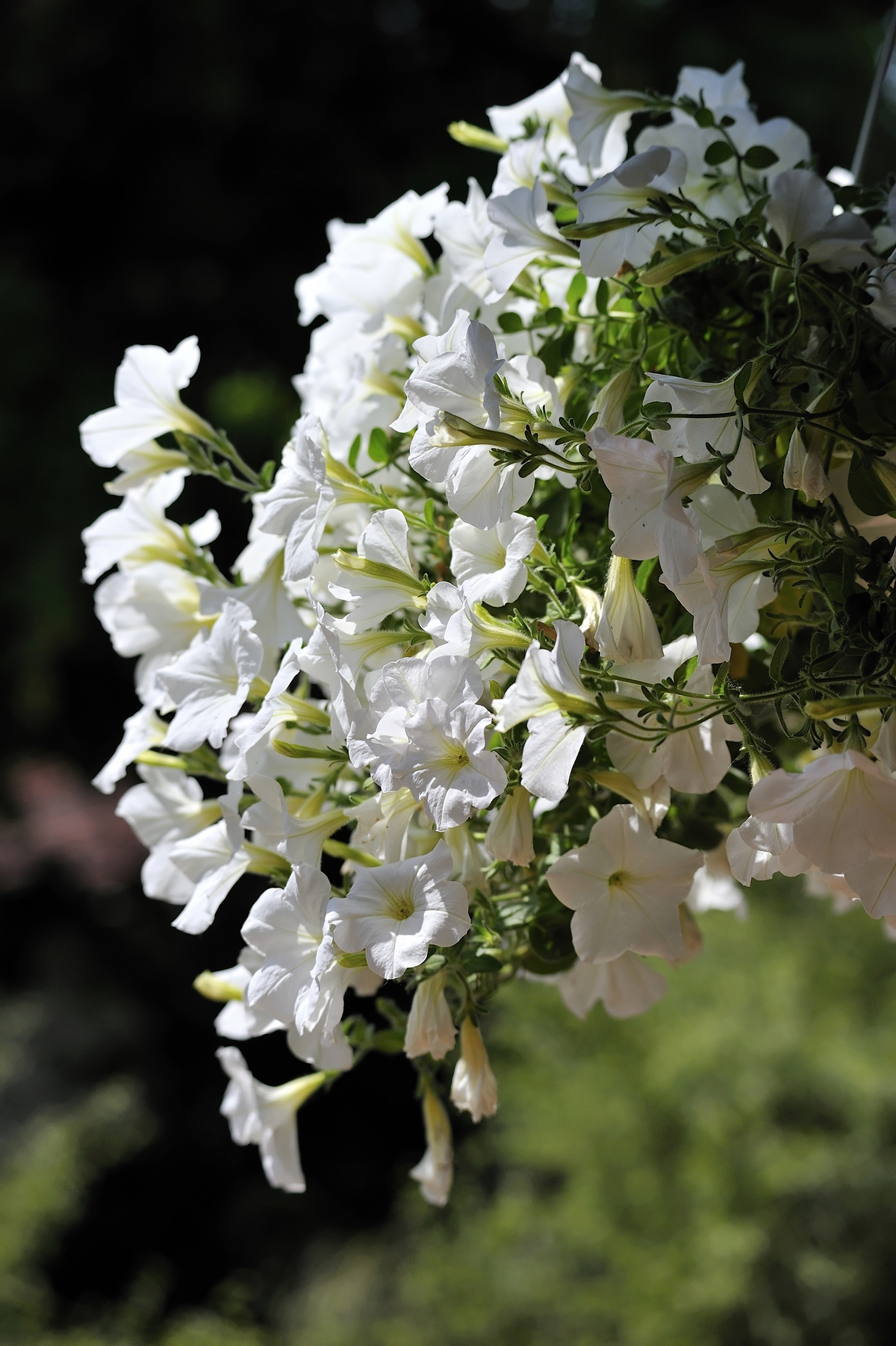 _DSC4366nx2_DxO 3 def d'Ã©cran