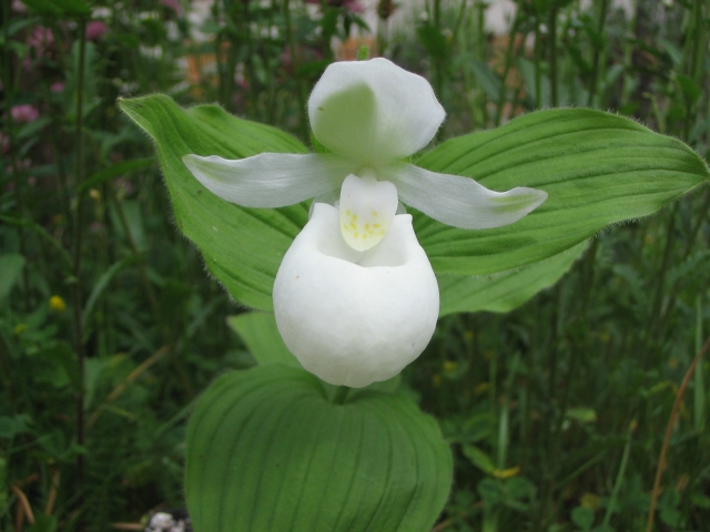 Cypripedium 2010 - Page 3 100611032806653986207293