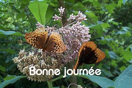 Bonne journée (mercredi 16 juin) 100612025239148916212668