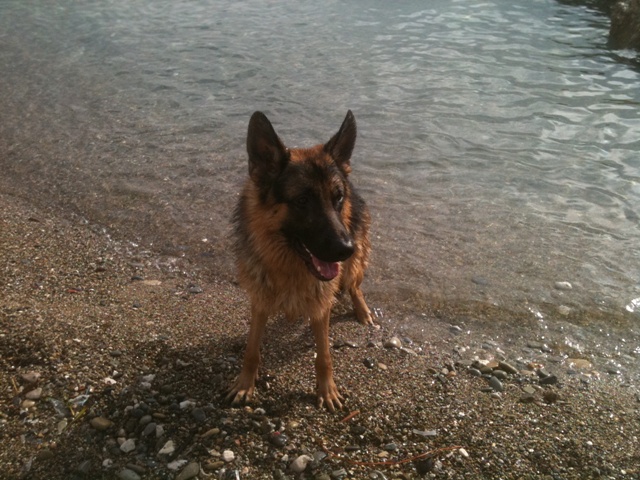 propose baignade canine à la plage 100612040022947876213079