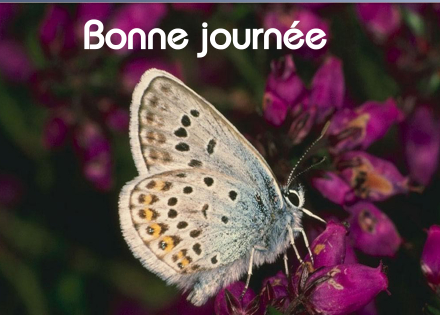 Bonne journée (jeudi 17 juin) 100617034817148916242627