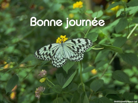 Bonne journée (samedi 19 juin) 100617034922148916242629