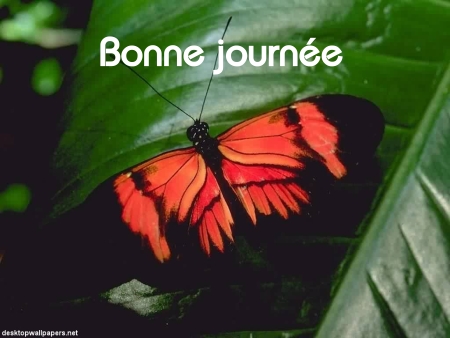 Bonne journée (lundi 21 juin) 100617035155148916242632