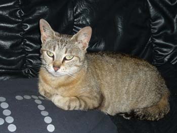 Pixie, jeune minette, tigrée née vers avril 2009 100620035020713856262699