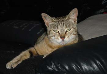 Pixie, jeune minette, tigrée née vers avril 2009 100620035020713856262701