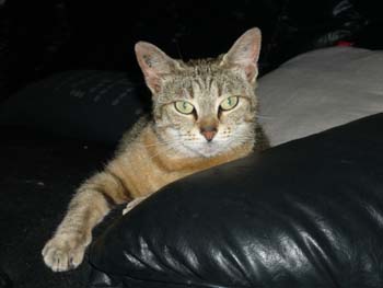 Pixie, jeune minette, tigrée née vers avril 2009 100620035020713856262702