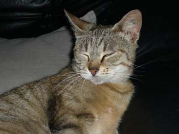 Pixie, jeune minette, tigrée née vers avril 2009 100620035020713856262705