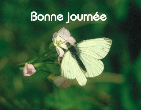 Bonne journée (mardi 22 juin) 100620055817148916263941