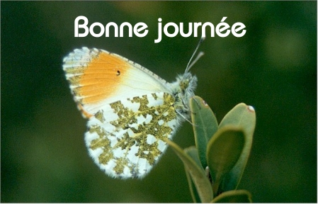 Bonne journée (mercredi 23 juin) 100620055839148916263943