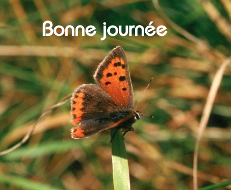 Bonne journée (jeudi 24 juin) 100620055915148916263945