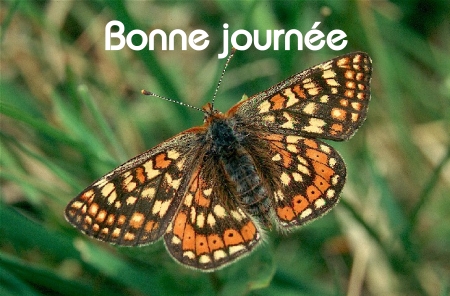 Bonne journée (vendredi 25 juin) 100620055946148916263946