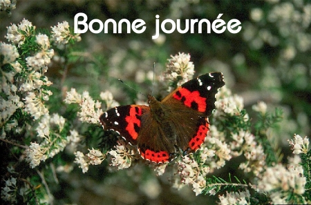 Bonne journée (samedi 26 juin) 100625044506148916292877