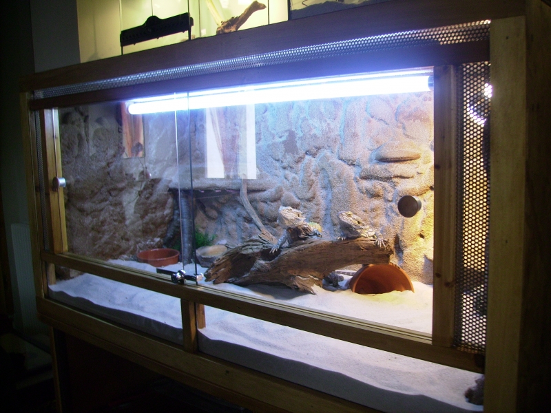 Exemple d'aménagement et déco d'un terrarium pour pogonas