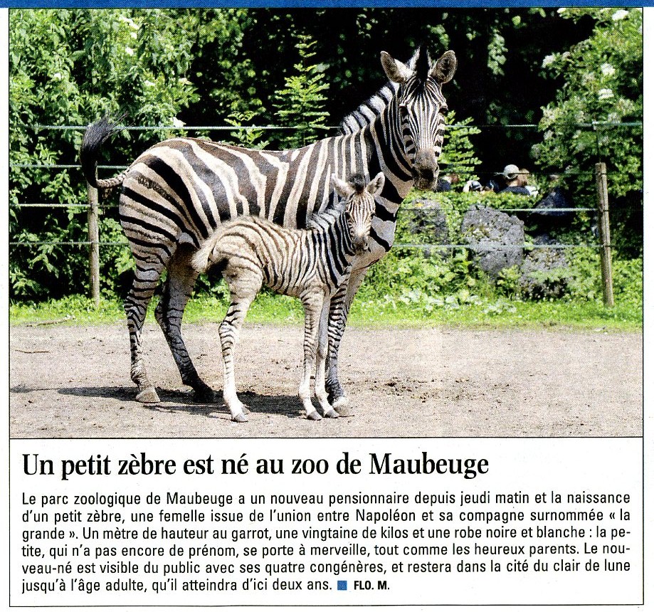 Naissance d'un petit Zébre au Zoo de Maubeuge. 100626013107715346299927