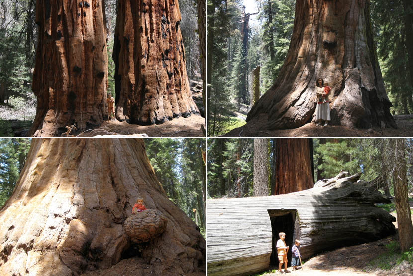Sequoia - Sequoia pas 100626024942523186300354