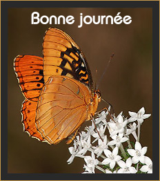 Bonne journée (vendredi 2 juillet) 100701050517148916327342