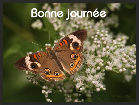 Bonne journée (samedi 3 juillet) 100701050621148916327343