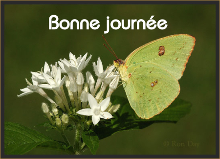 Bonne journée (dimanche 4 juillet) 100701050708148916327344