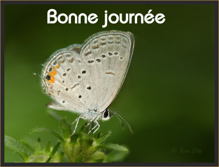 Bonne journée (lundi 5 juillet) 100703061806148916341173