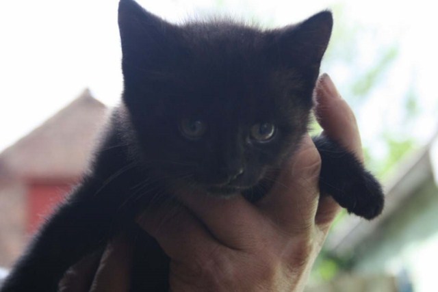 petit chaton noir, adorable a trouvé une famille 100706104459718476360947