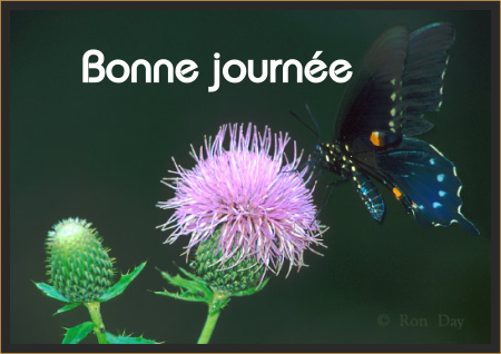 Bonne journée (samedi 10 juillet) 100708021419148916366986