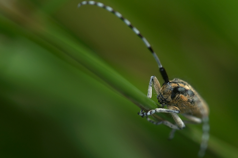 [résolu]  Agapanthia villosoviridescens  100708114243984886367837