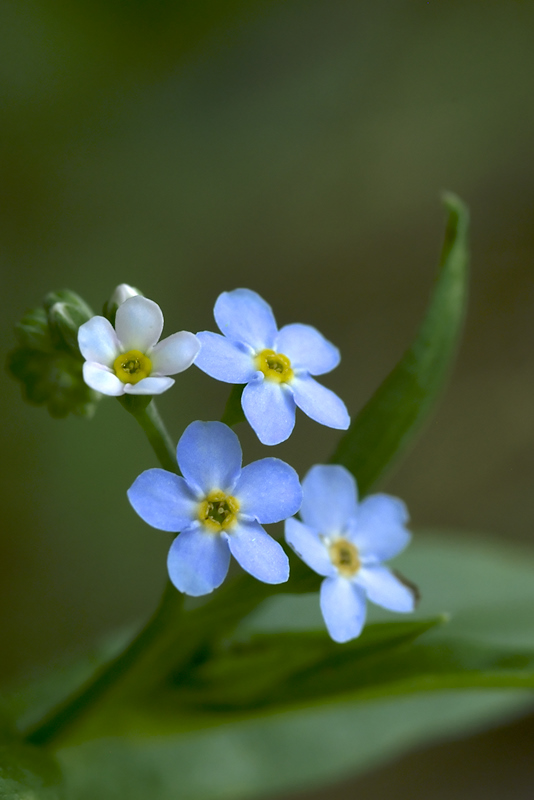 mes myosotis de chamarande 100709024654984886374601