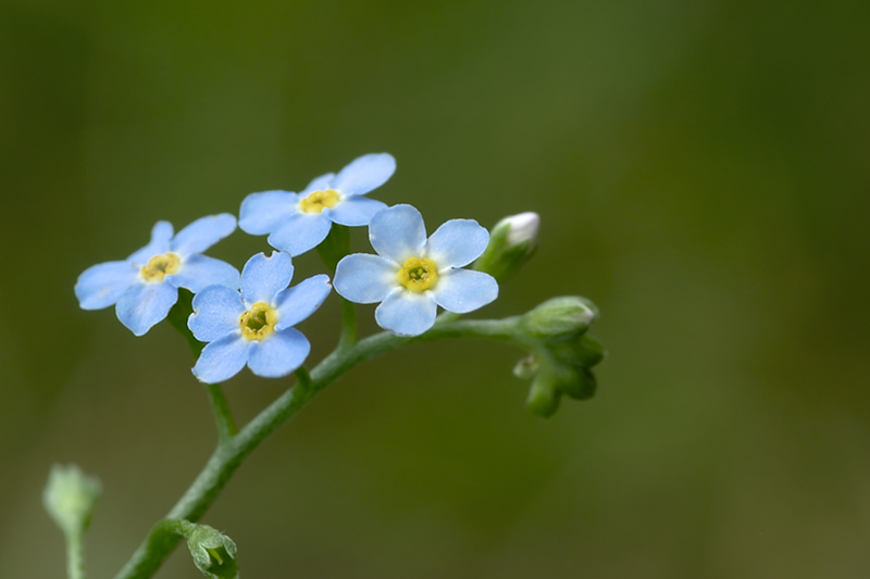 mes myosotis de chamarande 100709024654984886374602