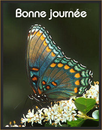 Bonne journée (lundi 12 juillet) 100711045112148916381909