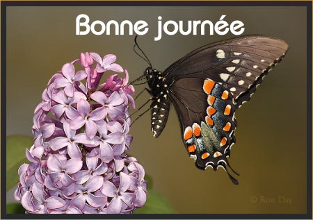 Bonne journée (mercredi 14 juillet) 100711045212148916381913