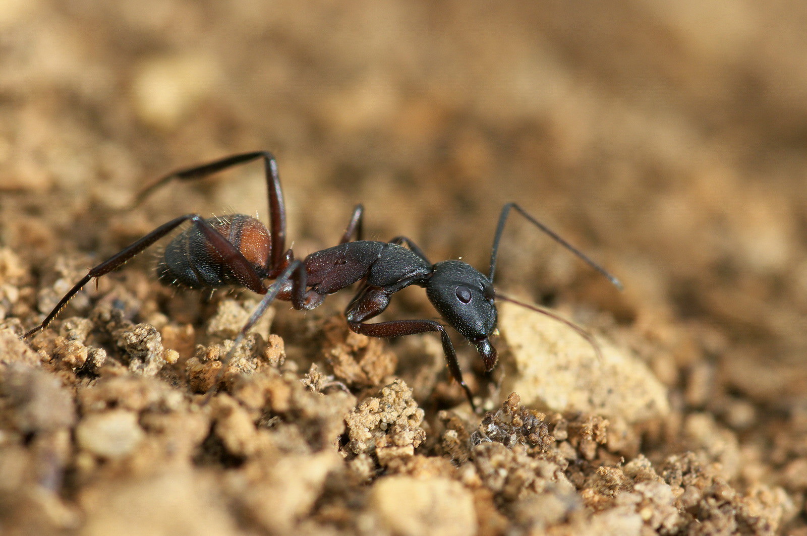 2-antenne fourmi 100p