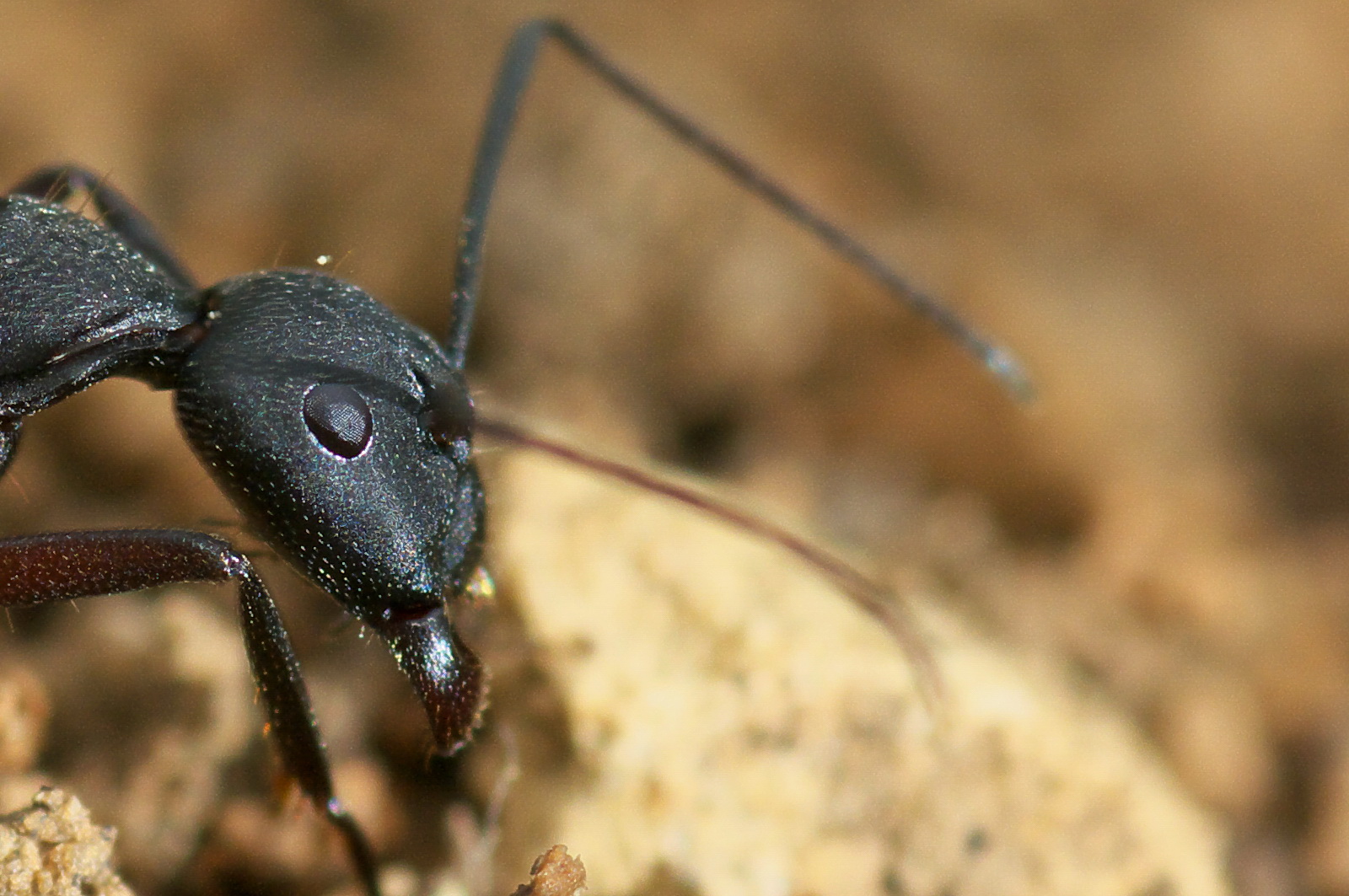 3-crop 100% antenne fourmi