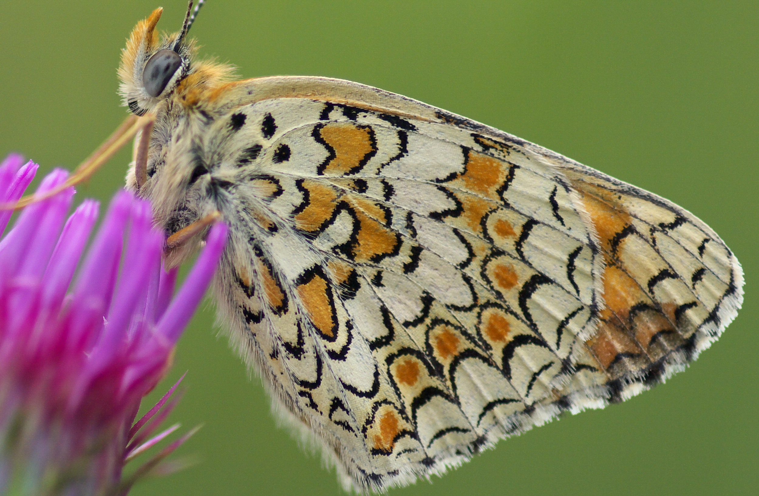 5-TEST F2.8-Crop-100%