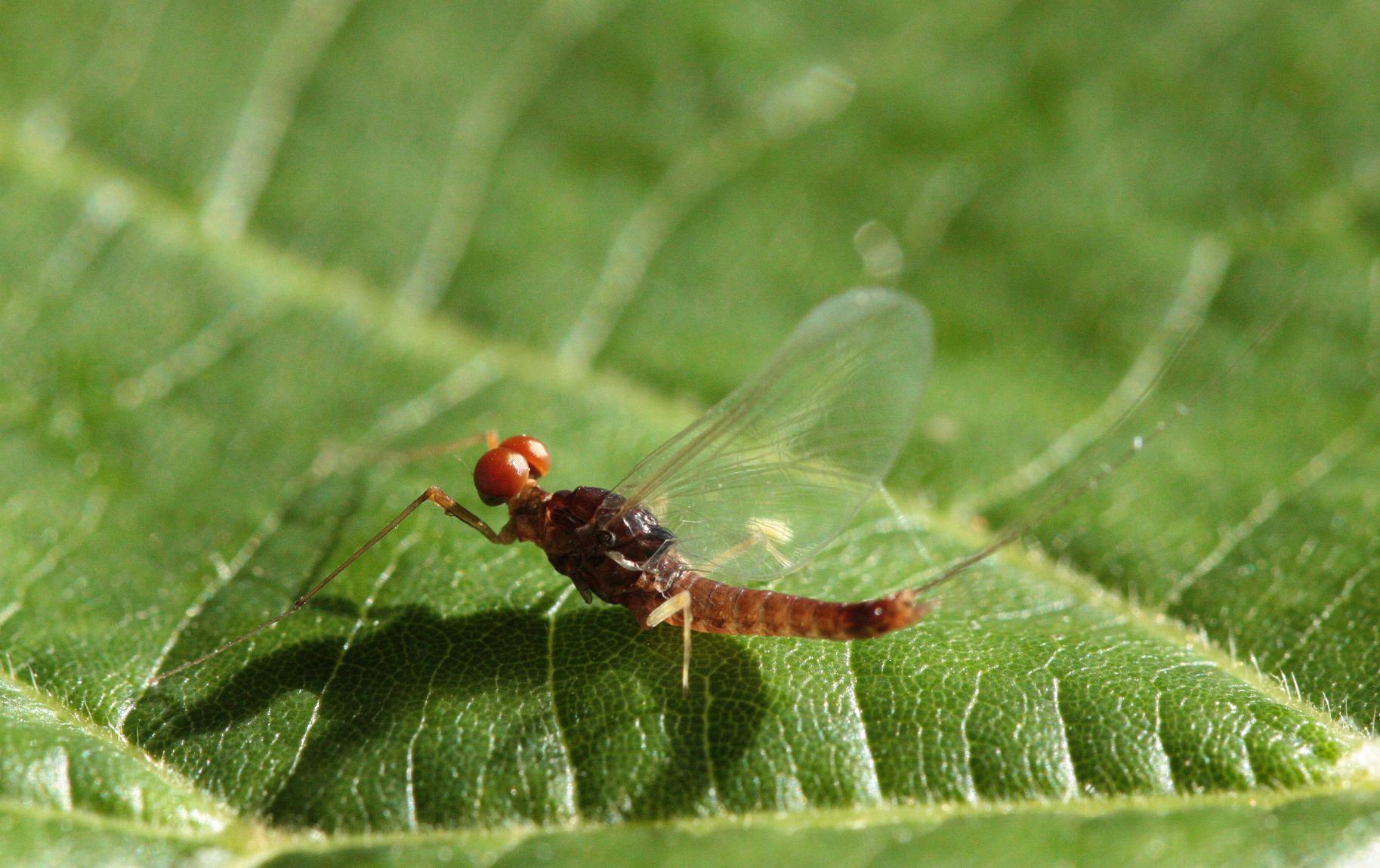 [Serratella ignita M] Ephéméroptère ... - Le Monde des insectes