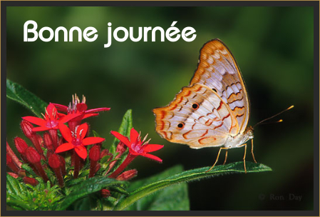 Bonne journée (samedi 17 juillet) 100716101857148916414252