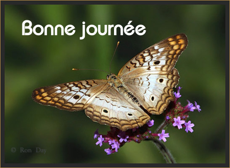 Bonne journée (dimanche 18 juillet) 100716102118148916414254