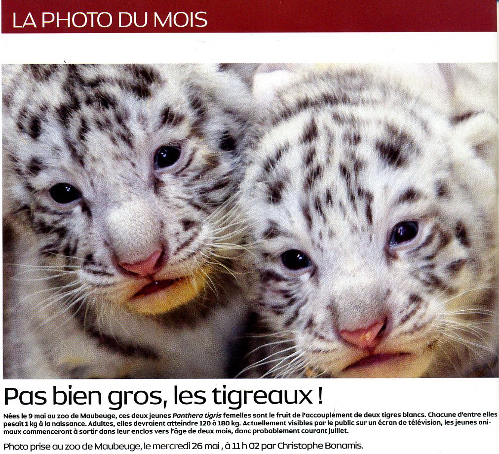 Bébés tigres       . 100721065457715346440102