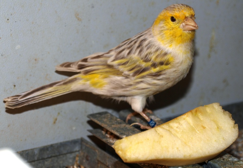Agate topaze jaune mosaique male