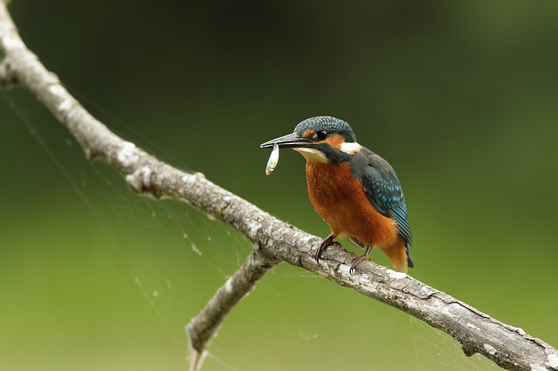 La pêche a été bonne 100724120801281866454068